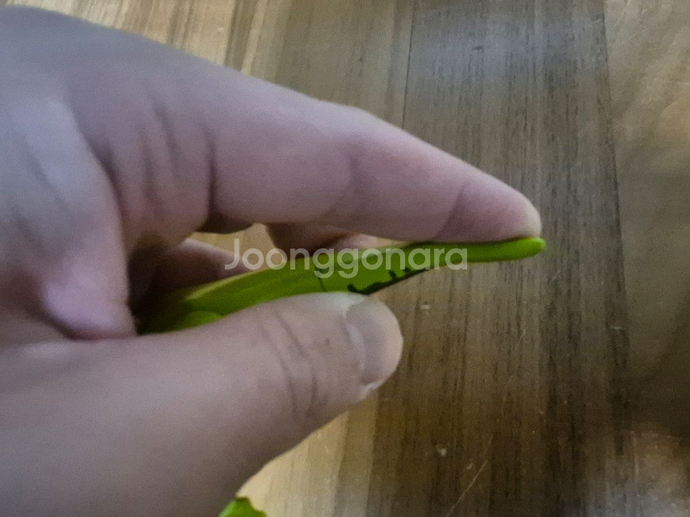 쥬라기 월드 레고 (일괄 판매)--1