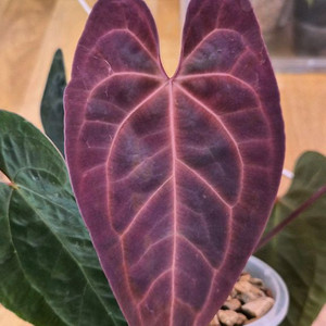 안스리움 에오스다크폼