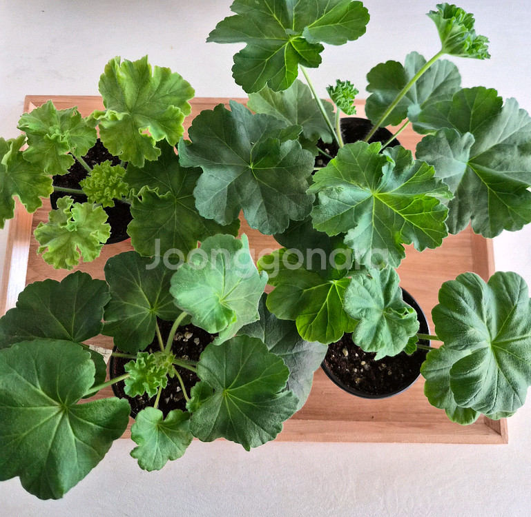 제라늄 4종 택포--0