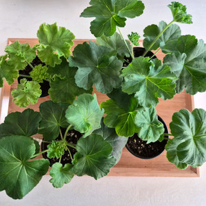 제라늄 4종 택포