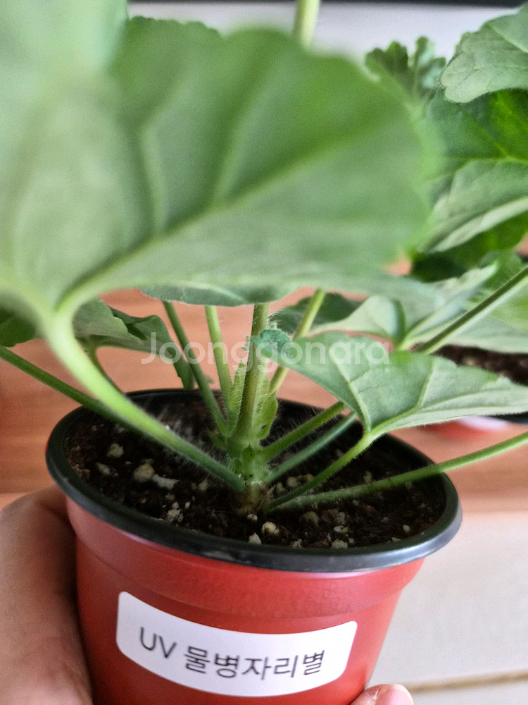 제라늄 4종 택포--3