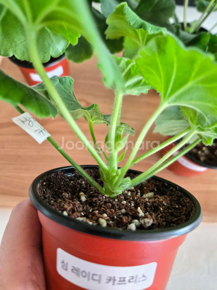 제라늄 4종 택포--1