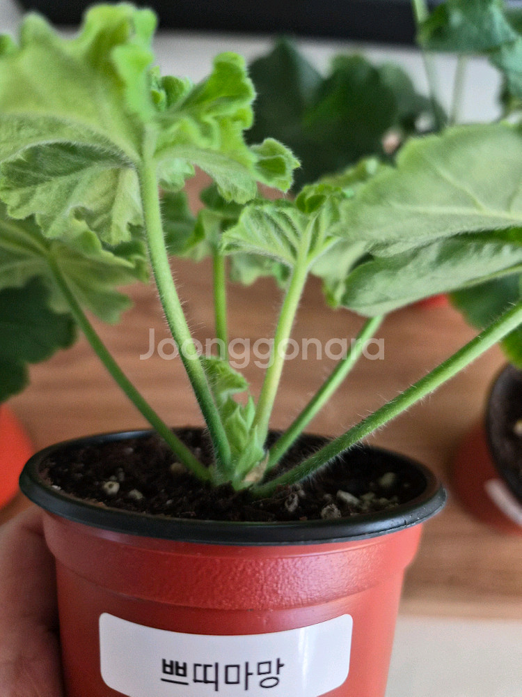 제라늄 4종 택포--4