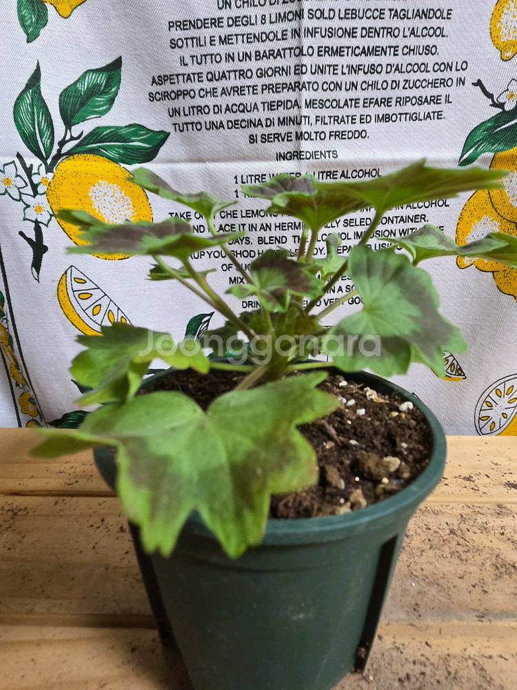 제라늄 2종분양ㅡ 심프랄린 ㆍ별 .눈부신 나의친구--2