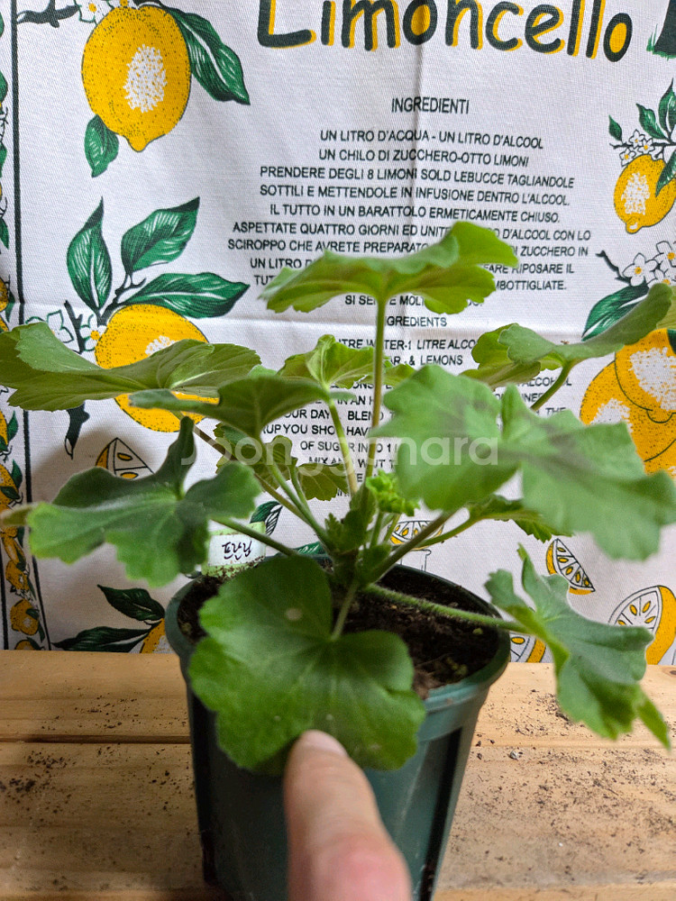 제라늄 2종분양ㅡ 심프랄린 ㆍ별 .눈부신 나의친구--1