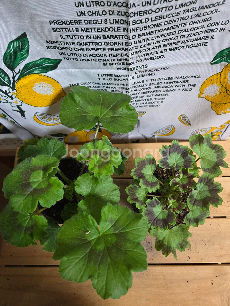 제라늄 2종분양ㅡ 심프랄린 ㆍ별 .눈부신 나의친구--0