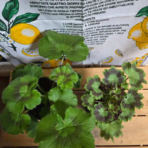 제라늄 2종분양ㅡ 심프랄린 ㆍ별 .눈부신 나의친구