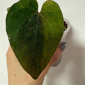 안스리움 에오스x파필퍼플바리에가타