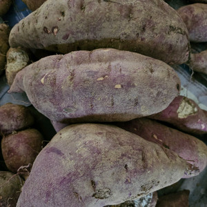 튀김용 햇고구마10kg