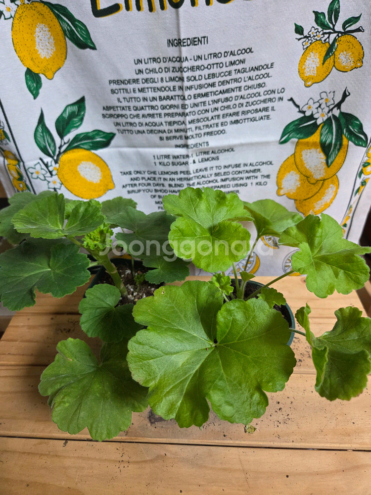 제라늄 2종분양 ㅡ 핑크애플블라섬ㆍ사랑과장미--0