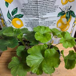 제라늄 2종분양 ㅡ 핑크애플블라섬ㆍ사랑과장미