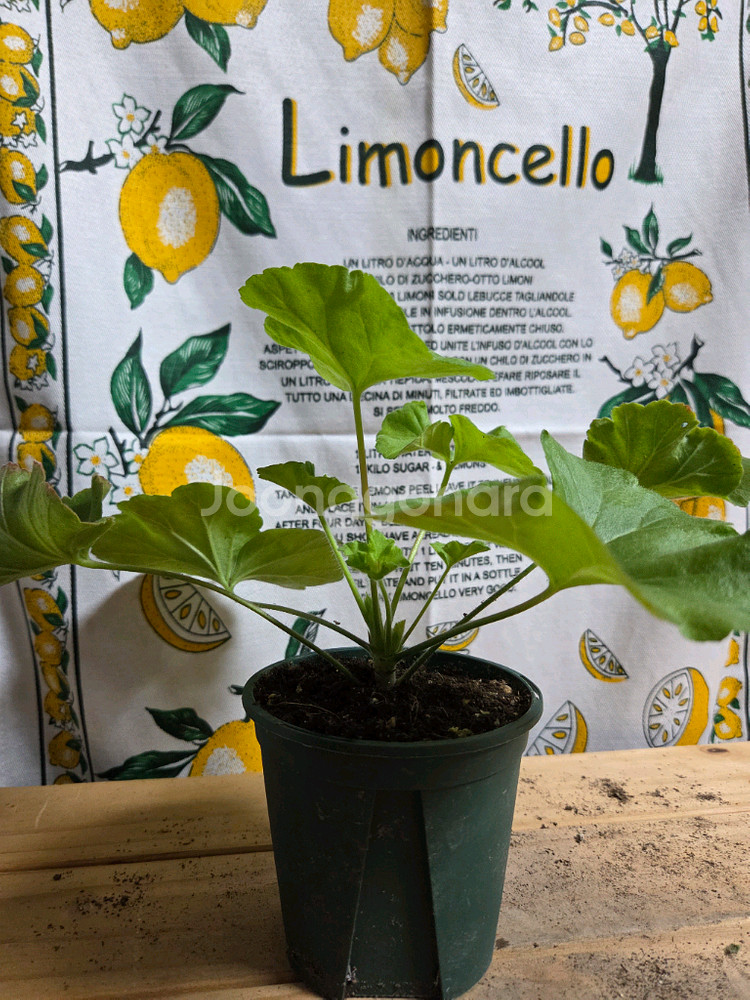 제라늄 2종분양 ㅡ 핑크애플블라섬ㆍ사랑과장미--2