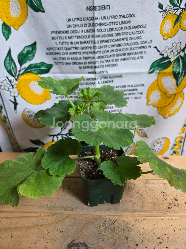 제라늄 2종분양 ㅡ 핑크애플블라섬ㆍ사랑과장미--1