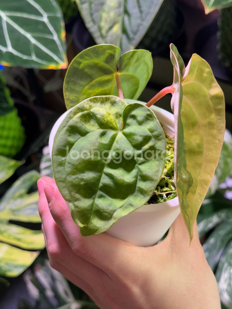 안스리움 럭셔리안스hb 바리에가타--1