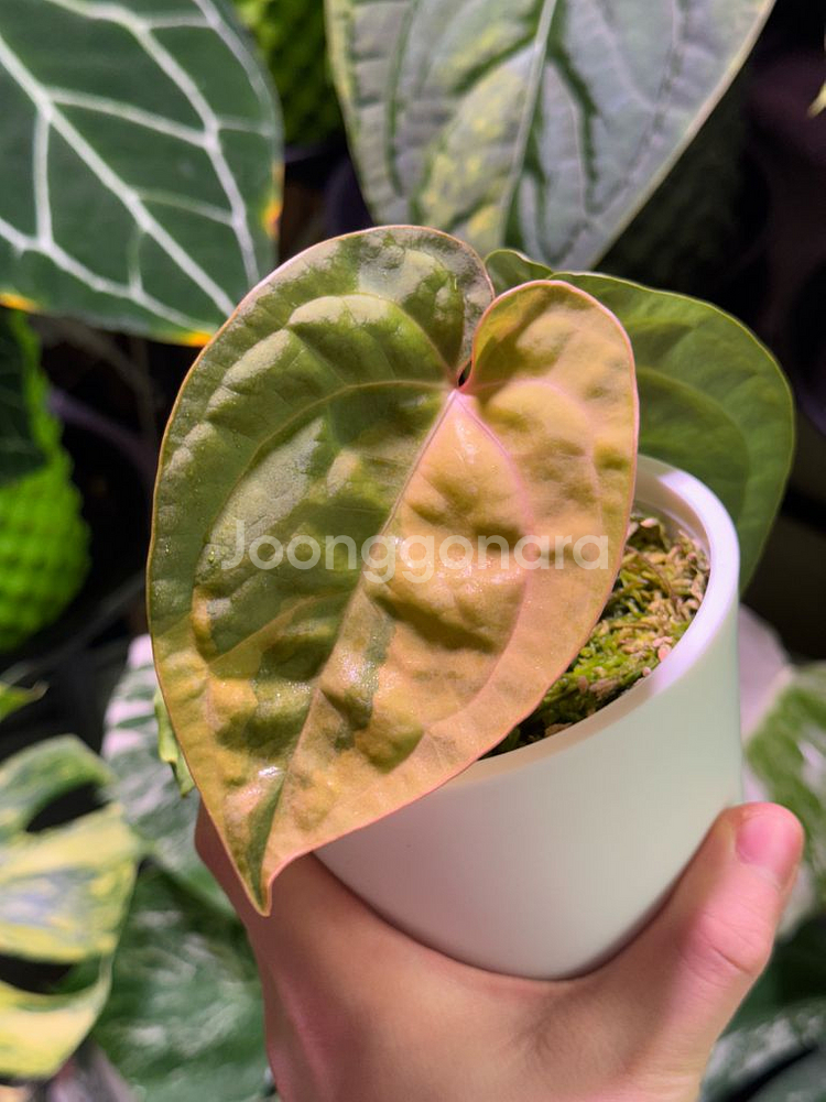 안스리움 럭셔리안스hb 바리에가타--0