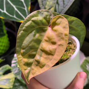 안스리움 럭셔리안스hb 바리에가타