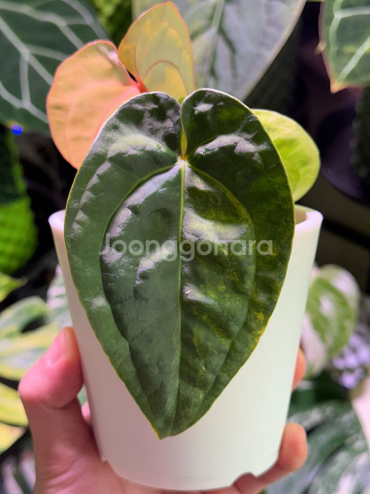 안스리움 럭셔리안스hb 바리에가타--2