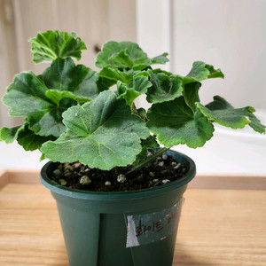 러시아 제라늄 화이트매직