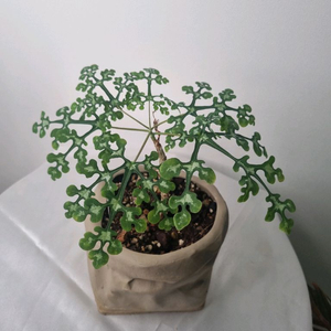 아데니아 페리에리(팟미포)