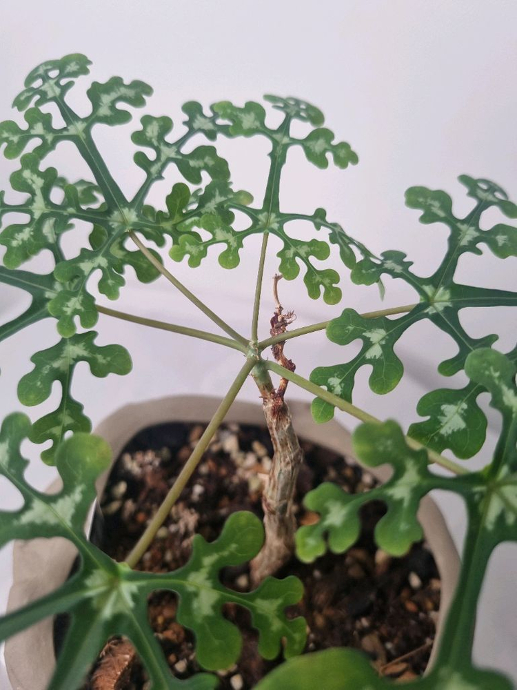 아데니아 페리에리(팟미포)--2