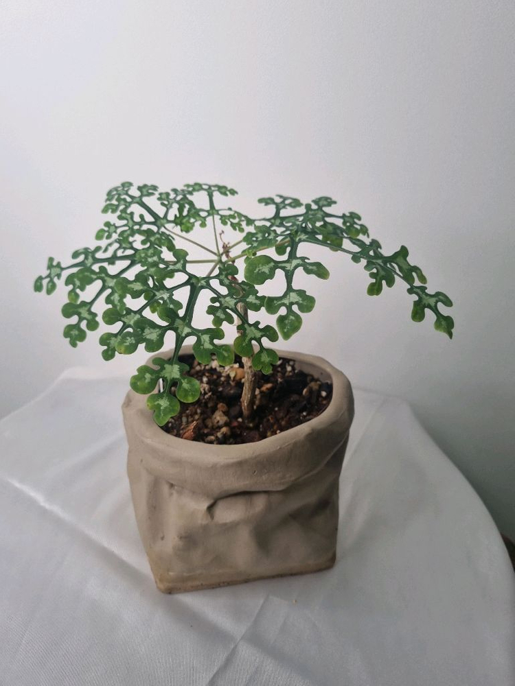 아데니아 페리에리(팟미포)--1