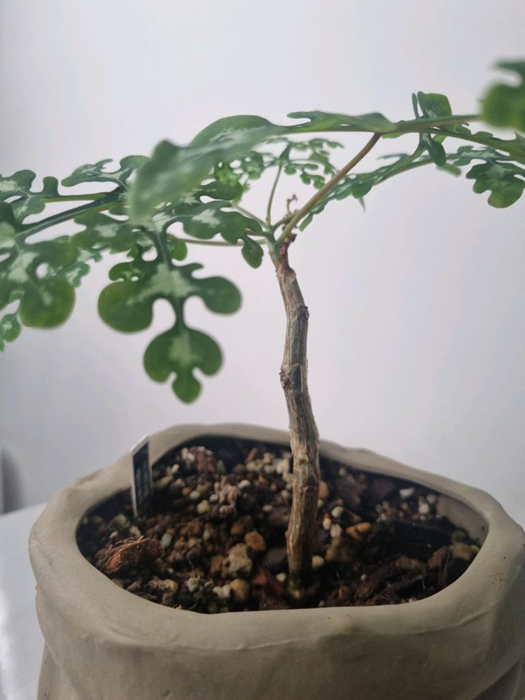 아데니아 페리에리(팟미포)--3