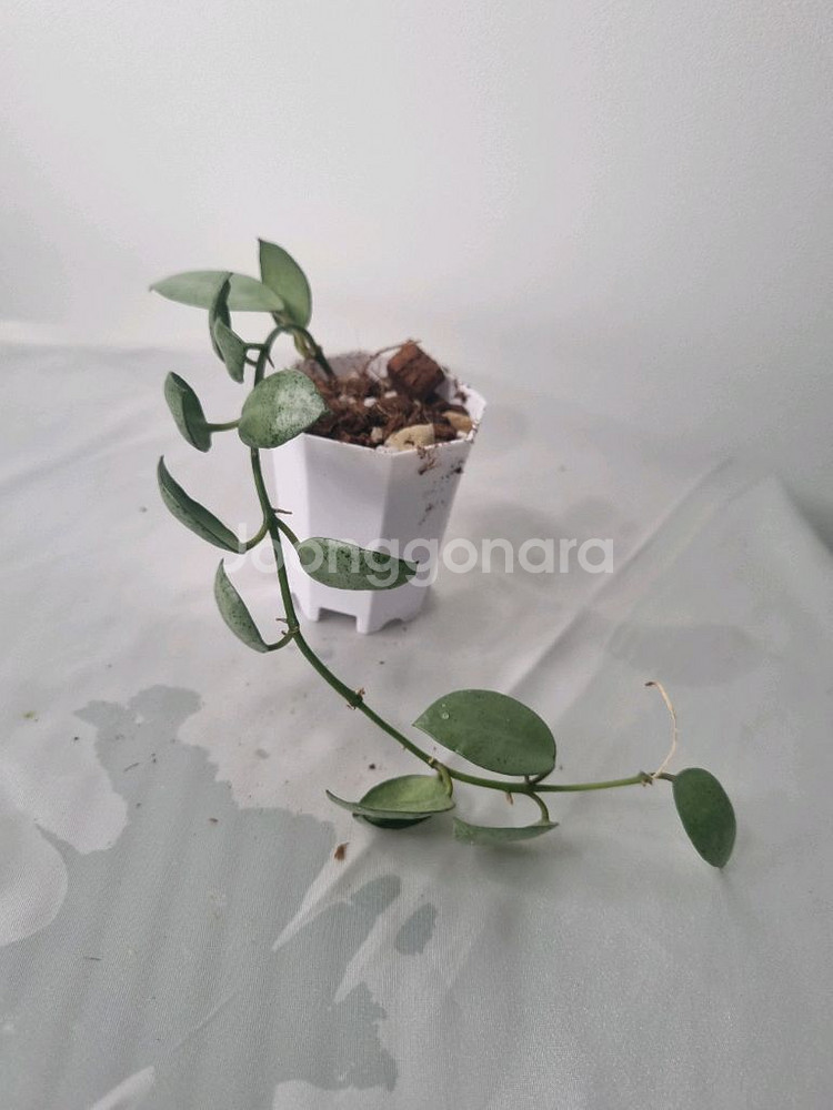 호야 민트코인--0