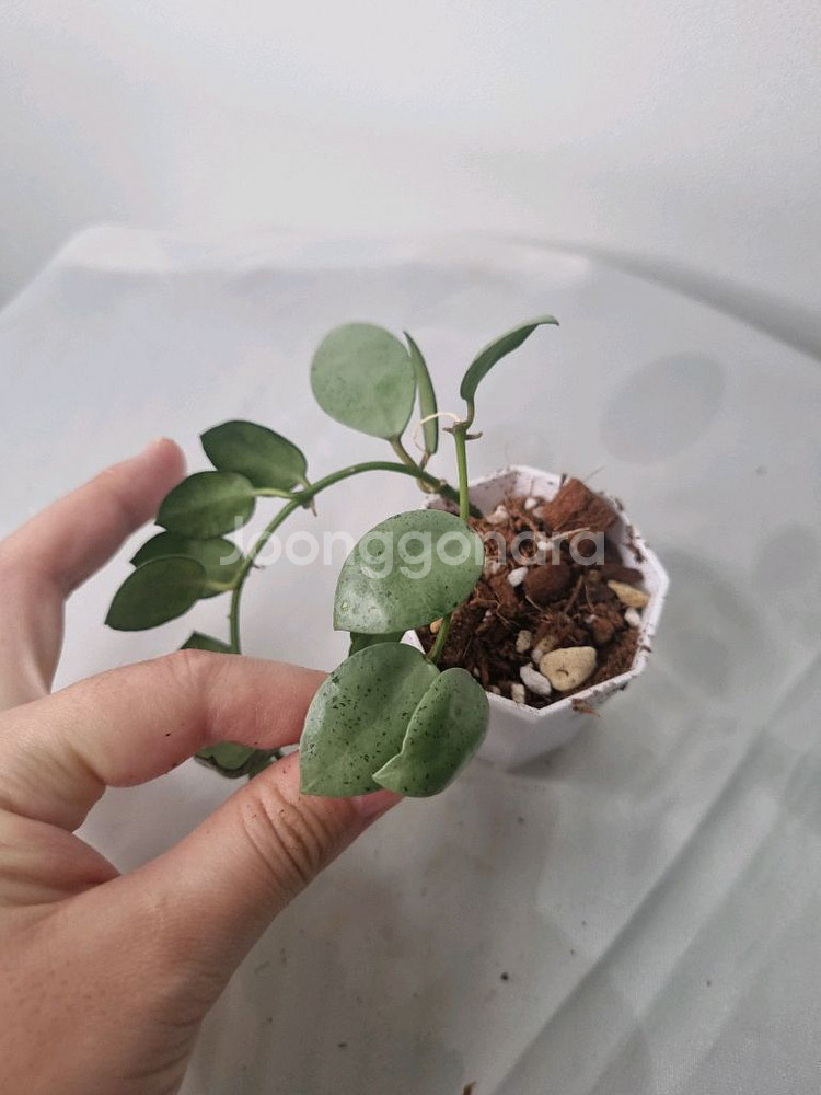 호야 민트코인--2