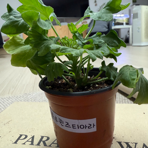 블루퀸즈티아라제라늄