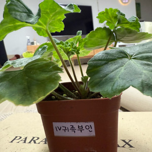 귀족부인 제라늄