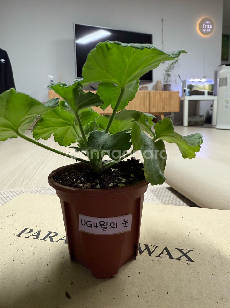 4월의 눈 제라늄--0