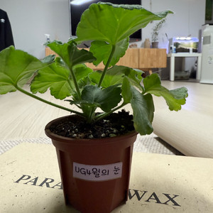 4월의 눈 제라늄