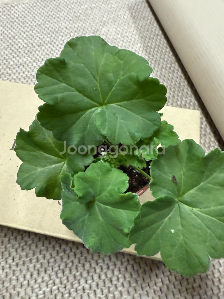 4월의 눈 제라늄--1