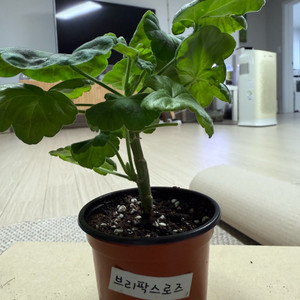 브리팍스로즈 제라늄