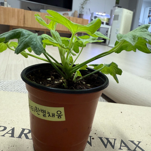 프리티한별채움 제라늄(스텔라)