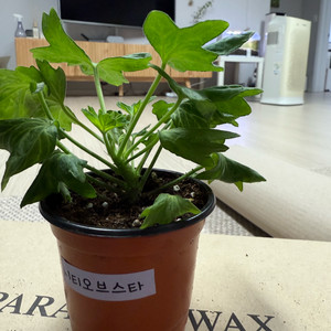 on.시티오브스타 제라늄(스텔라)