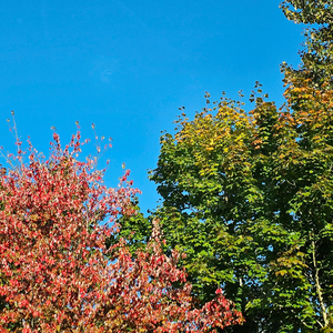 닌텐도 스위치2