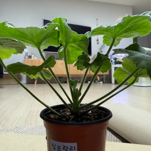 심프랄린 제라늄