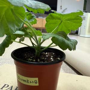 모나베르사유 제라늄