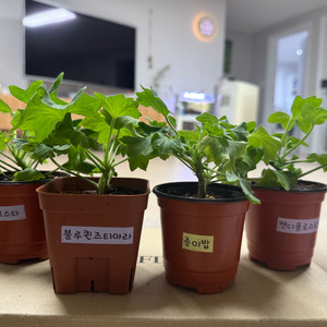 스텔라 제라늄 4종(블루퀸즈티아라 외)