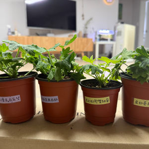 스텔라제라늄 4종(프리티한별채움 외)