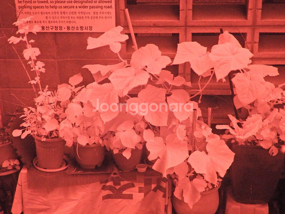 Zomei 67mm 720 적외선 필터--1