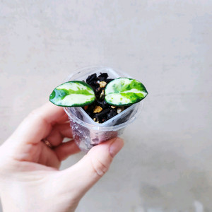 호야마틸드바리에가타