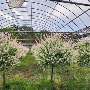 배롱나무+판매 중고거래 | 중고나라 - 안심되는 중고거래