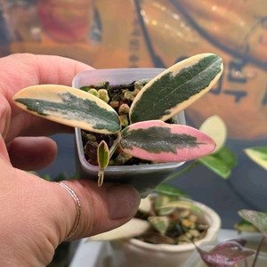 호야 리프리즘산반 (알로x안스x)