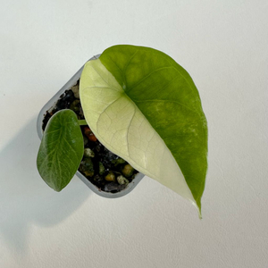 알로카시아 시누아타 바리에가타