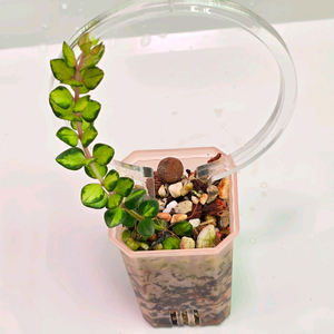 호야 칭흥엔시스 바리에가타(알로x안스x)