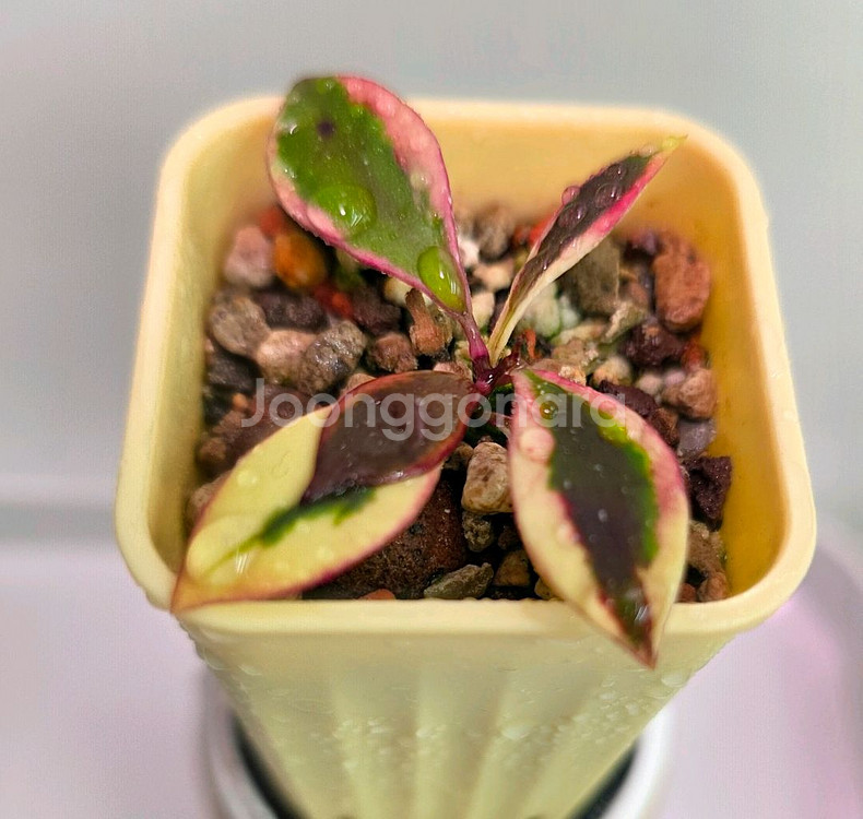 호야 바코엔시스 바리에가타 (알로x안스x)--0