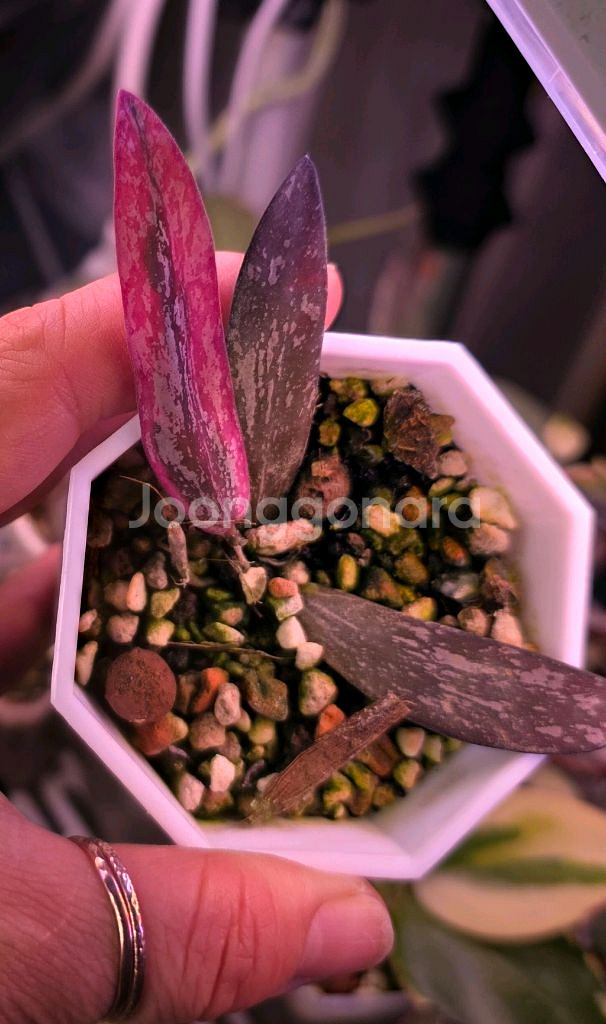 호야 시길라티스 알보 마지나타 (알로x안스x)--0