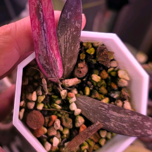 호야 시길라티스 알보 마지나타 (알로x안스x)